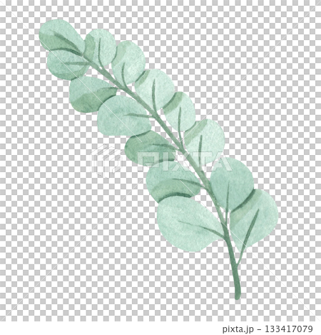 A eucalyptus sprig. This isolated image is done in a simple watercolor style. The drawing is done in a limited palette. This floral illustration is perfect for website design, personal social media,  133417079