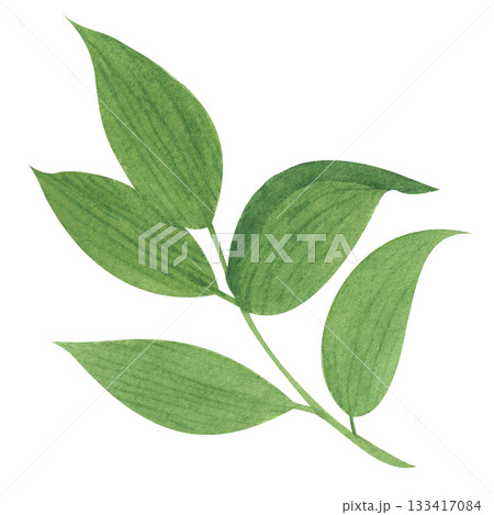 A green sprig of leaves. This isolated image is done in a simple watercolor style. The drawing is done in a limited palette. This floral illustration is perfect for website design 133417084