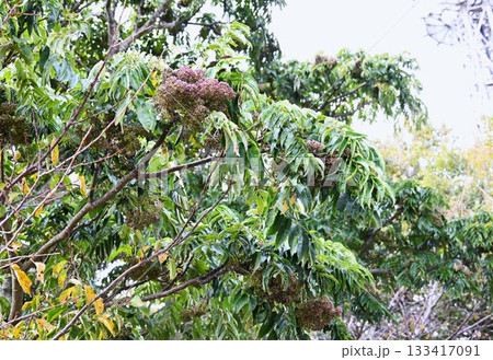 カラスザンショウの果実・アゲハチョウ科の蝶の食草 カラスザンショウの果実・アゲハチョウ科の蝶の食草 133417091