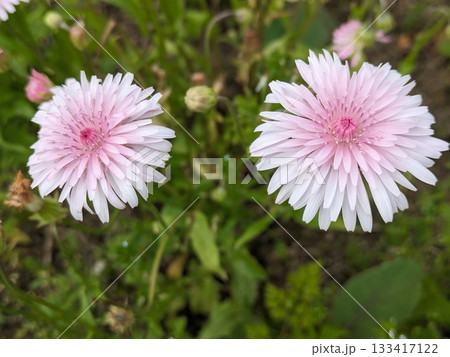 桃色タンポポ 133417122