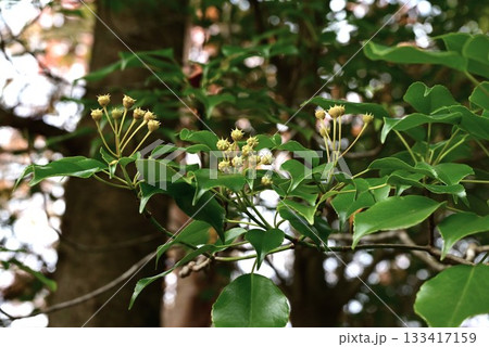 ヤマグルマの果実・山車・トリモチノキ 133417159