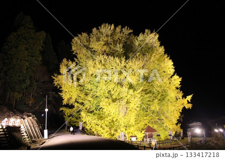 紅葉の大イチョウのライトアップ 天然記念物 北金ヶ沢 津軽地方 青森県 紅葉の大イチョウのライトアップ 天然記念物 北金ヶ沢 津軽地方 青森県 133417218