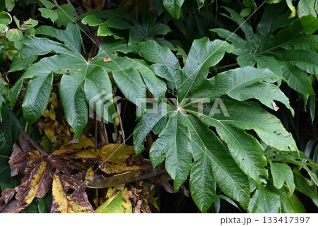 カミヤツデの花・紙八手・通草紙・茎の髄を加工して造花などの原料・ライスペーパープラント 133417397