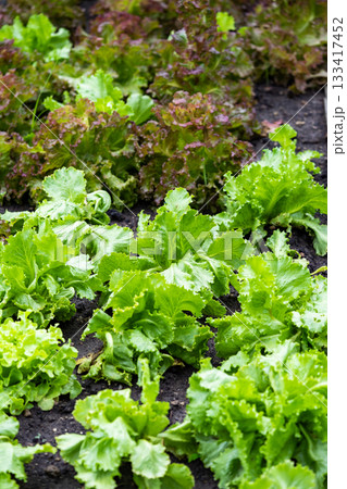 Veggies with green leaves and russet vegetables The leaves have wavy edges. with brief succulent stalks. Veggies with green leaves and russet vegetables The leaves have wavy edges. with brief succulent stalks. 133417452