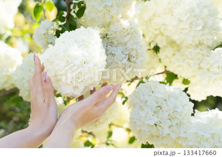 白い花を包む手と春の柔らかな光② 133417660