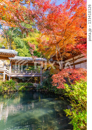 【東京都】紅葉最盛期の深大寺　本堂・五大尊池 133418126