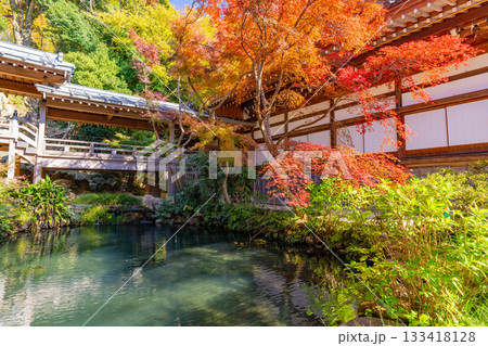 【東京都】紅葉最盛期の深大寺 本堂・五大尊池 【東京都】紅葉最盛期の深大寺 本堂・五大尊池 133418128