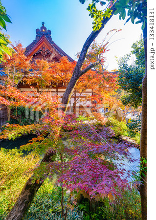 【東京都】紅葉最盛期の深大寺　本堂・五大尊池 133418131