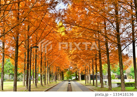 紅葉のメタセコイヤの並木道 133418136