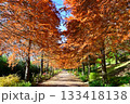 紅葉の並木道 133418138