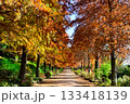 紅葉の並木道 133418139