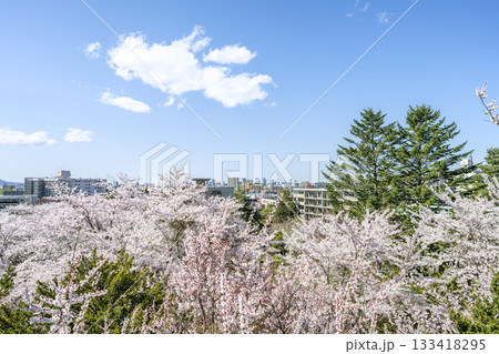 天神山緑地の梅、桜、トドマツ2本 中腹から市内中心部方向 札幌市 天神山緑地の梅、桜、トドマツ2本 中腹から市内中心部方向 札幌市 133418295