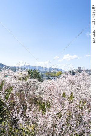 天神山緑地の梅と桜　中腹から手稲山方向　札幌市 133418297