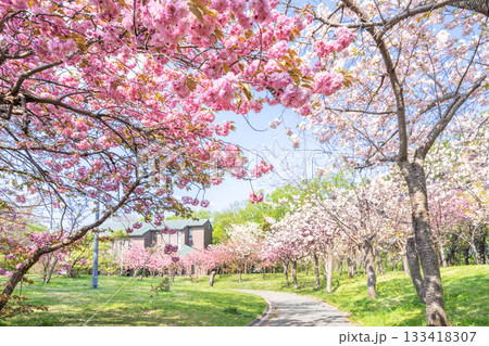 天神山緑地の八重桜 札幌市 天神山緑地の八重桜 札幌市 133418307