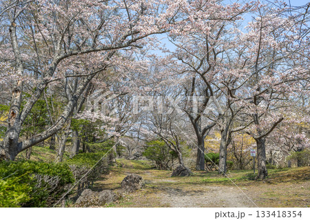 有珠善光寺自然公園の桜 北海道 伊達市 有珠善光寺自然公園の桜 北海道 伊達市 133418354