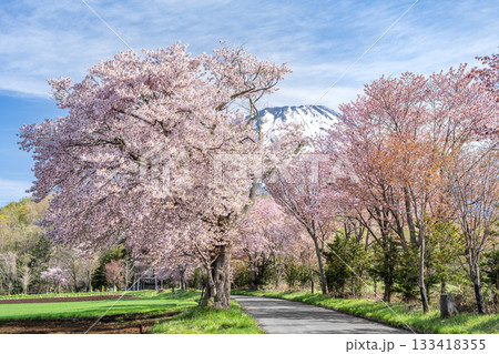 真狩神社参道の桜、羊蹄山 真狩村 真狩神社参道の桜、羊蹄山 真狩村 133418355