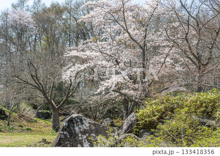 有珠善光寺自然公園の桜　北海道 伊達市 133418356