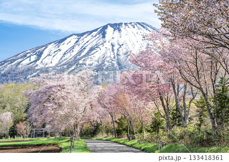 真狩神社参道の桜、羊蹄山　真狩村 133418361