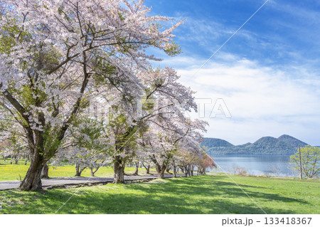 えぼし岩公園の桜、洞爺湖 洞爺湖町 えぼし岩公園の桜、洞爺湖 洞爺湖町 133418367