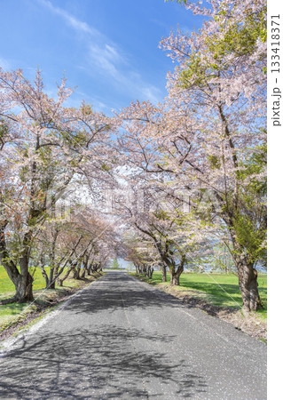 えぼし岩公園の桜　洞爺湖町 133418371