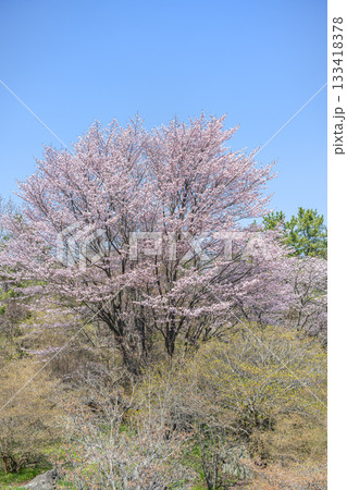 有珠善光寺自然公園の桜 北海道 伊達市 有珠善光寺自然公園の桜 北海道 伊達市 133418378