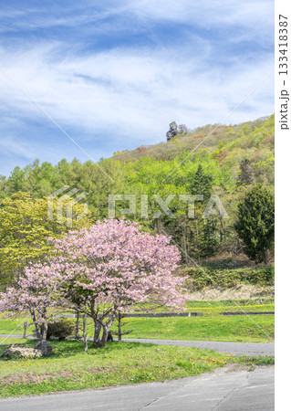 えぼし岩公園の桜、えぼし岩 洞爺湖町 えぼし岩公園の桜、えぼし岩 洞爺湖町 133418387