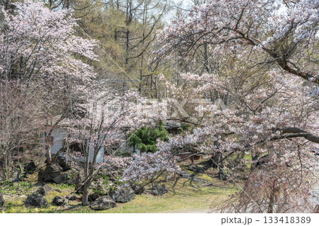 有珠善光寺自然公園の桜　北海道 伊達市 133418389
