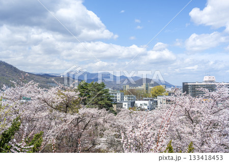 天神山緑地の梅と桜 中腹から手稲山方向 札幌市 天神山緑地の梅と桜 中腹から手稲山方向 札幌市 133418453