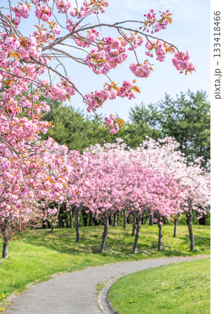 天神山緑地の八重桜　札幌市 133418466