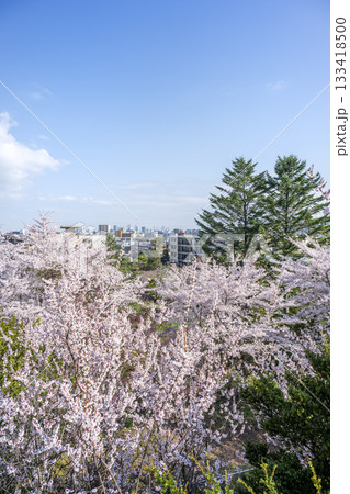 天神山緑地の梅、桜、トドマツ2本 中腹から市内中心部方向 札幌市 天神山緑地の梅、桜、トドマツ2本 中腹から市内中心部方向 札幌市 133418500