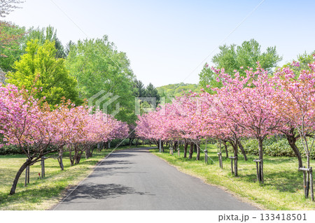 真駒内公園の八重桜並木　札幌市 133418501