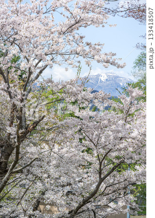 天神山緑地の桜、手稲山 札幌市 天神山緑地の桜、手稲山 札幌市 133418507