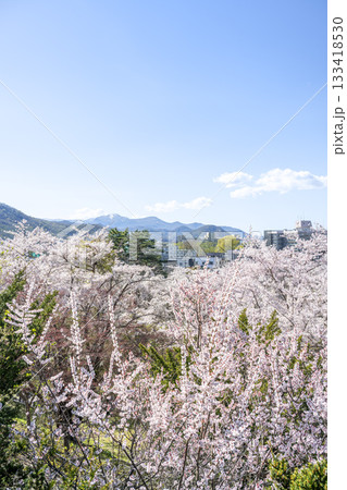 天神山緑地の梅と桜　中腹から手稲山方向　札幌市 133418530