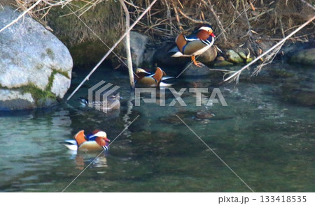 嘉瀬川におしどり飛来 嘉瀬川におしどり飛来 133418535