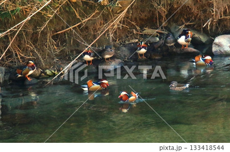 嘉瀬川におしどり飛来 133418544