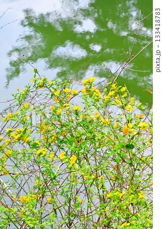 ヤマブキの花 鎌北湖湖畔 ヤマブキの花 鎌北湖湖畔 133418783