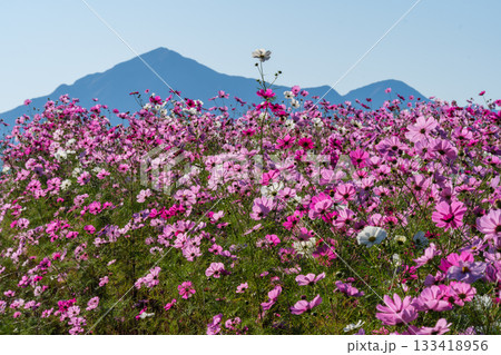 越後駒ケ岳と花びら 越後駒ケ岳と花びら 133418956