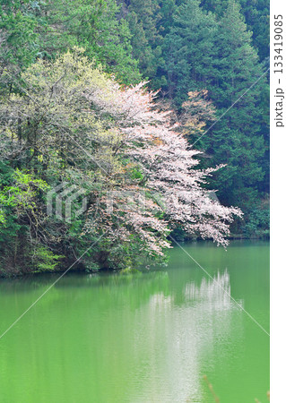 桜の季節 湖畔の彩り 鎌北湖 桜の季節 湖畔の彩り 鎌北湖 133419085