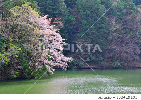 桜の季節 湖畔の彩り 鎌北湖 桜の季節 湖畔の彩り 鎌北湖 133419103