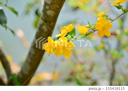 ヤマブキの花　鎌北湖湖畔　　　　　　 133419115