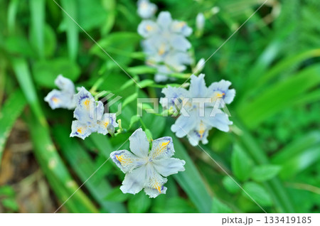 シャガの花 シャガの花 133419185