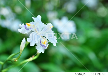 シャガの花 シャガの花 133419186
