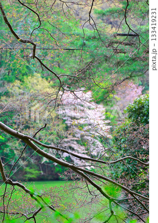 モミジの新芽 桜の季節 鎌北湖湖畔 モミジの新芽 桜の季節 鎌北湖湖畔 133419231