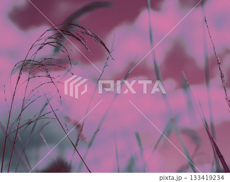 Abstract image of tall grass against a pink and purple sky. The delicate blades of grass sway gently in the wind 133419234