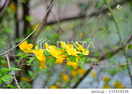 ヤマブキの花　鎌北湖湖畔　　　　　　 133419236