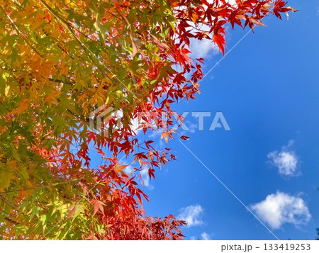 見上げる紅葉と青空 133419253