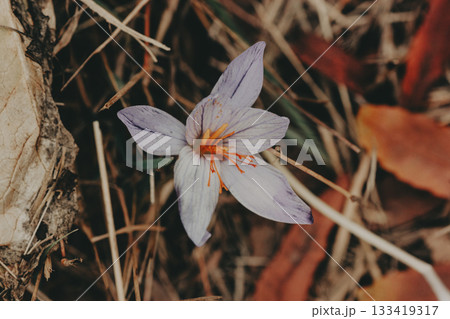 A beautiful crocus flower in natural setting. A crocus flower with purple petals and orange stamens is captured amidst dried leaves and grass. 133419317