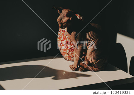 Sphynx cat bathed in dramatic sunlight, sitting on a table beside a mosaic vase. Hairless feline texture, strong shadows and minimalist composition. Moody pet portrait for editorial and lifestyle now. 133419322