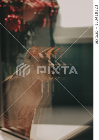Sphynx cat with motion blur effect and red or pink flowers. A blurred Sphynx kitty portrait with flowers in the background Domestic animal shot. 133419323