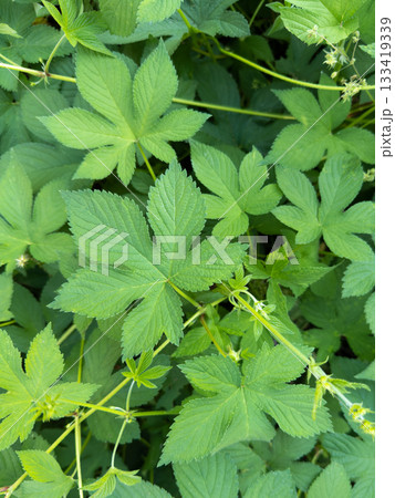 カナムグラ　(秋の花粉症の原因植物) 133419339